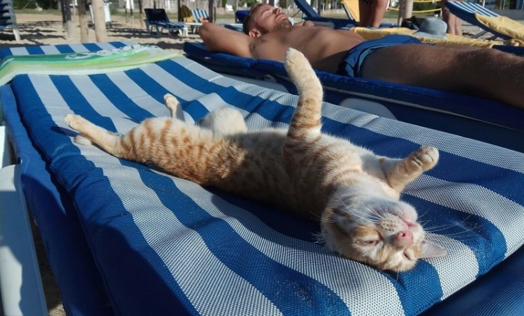 30 животных, которые научат, как нужно проводить лето