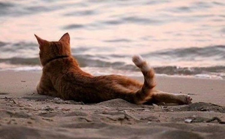 30 животных, которые научат, как нужно проводить лето