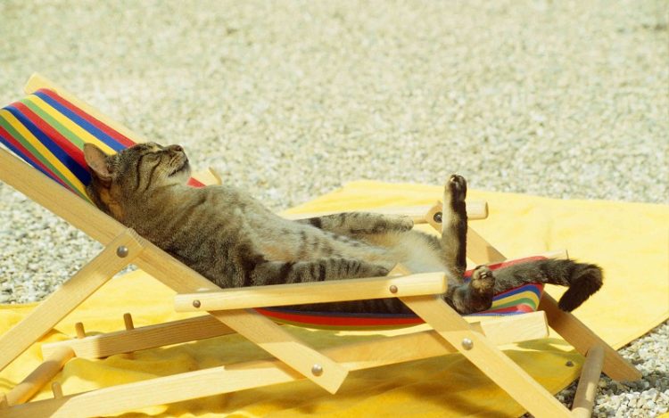 30 животных, которые научат, как нужно проводить лето