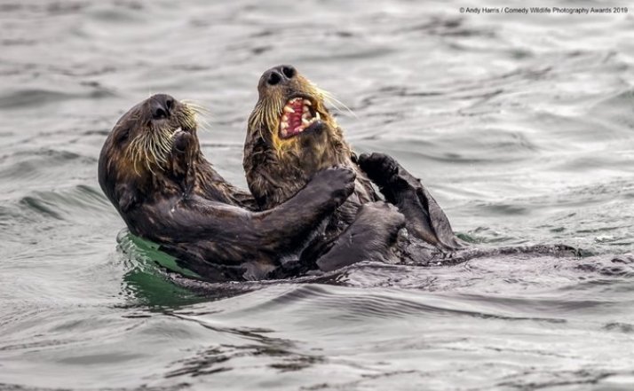 Смешные фото животных, снятые в дикой природе