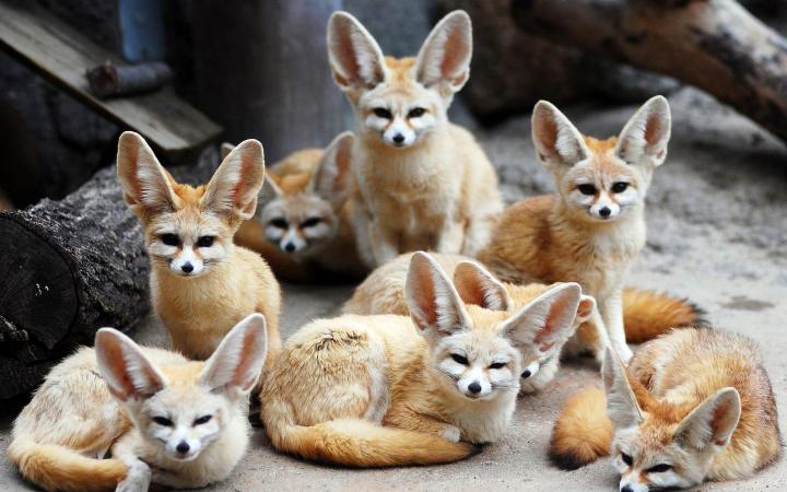 45 фото милых и забавных животных, попавших в кадр