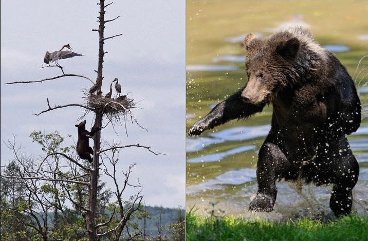 45 фото милых и забавных животных, попавших в кадр