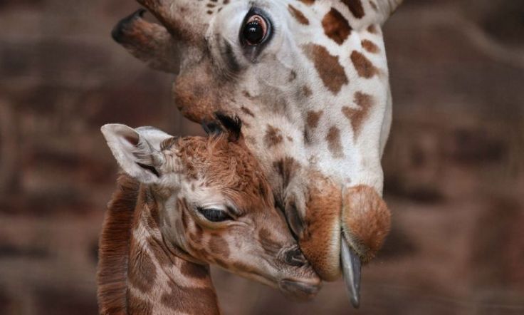 45 фото милых и забавных животных, попавших в кадр