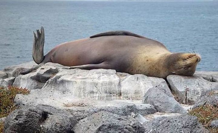 45 фото милых и забавных животных, попавших в кадр