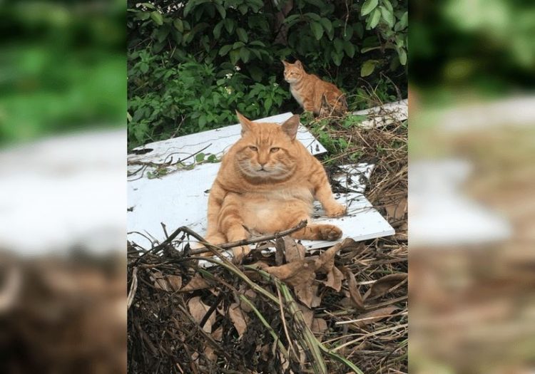 Смешные снимки котов, которые разучились позировать для фото