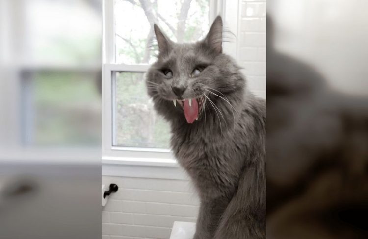 Смешные снимки котов, которые разучились позировать для фото
