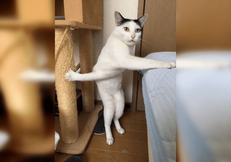 Смешные снимки котов, которые разучились позировать для фото