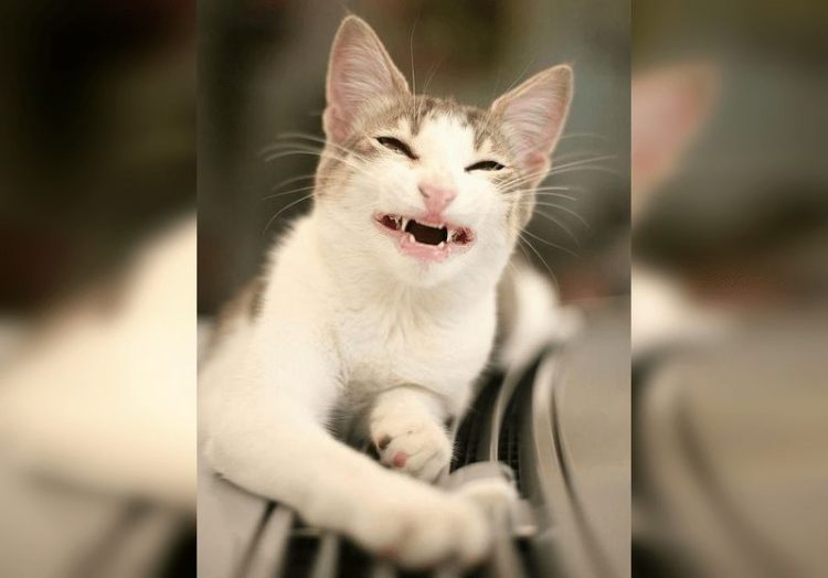 Смешные снимки котов, которые разучились позировать для фото