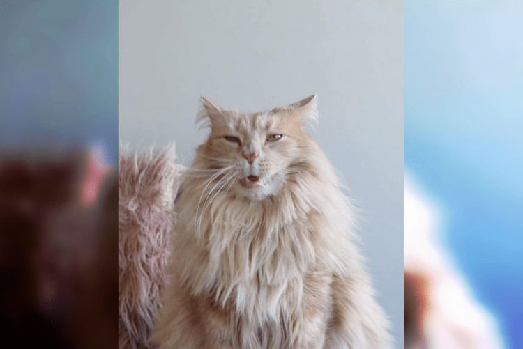 Смешные снимки котов, которые разучились позировать для фото