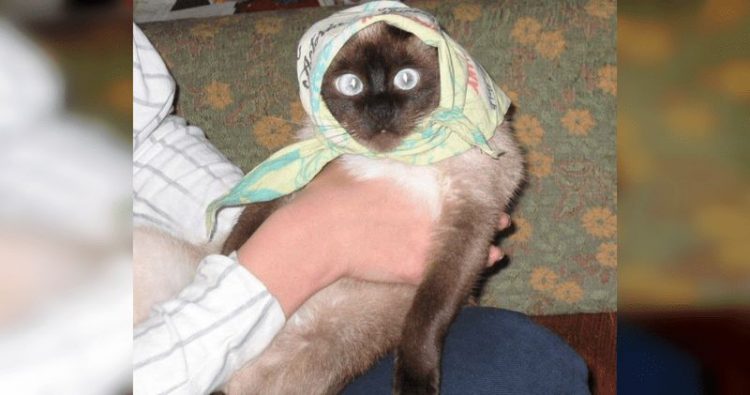 Смешные снимки котов, которые разучились позировать для фото