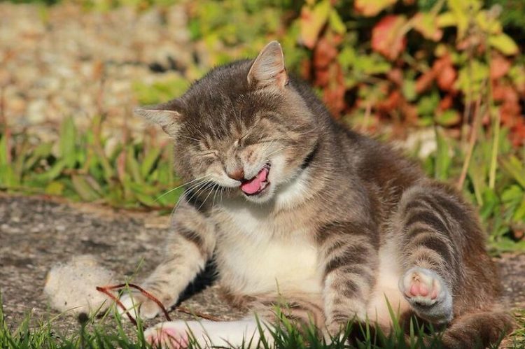 Смешные снимки котов, которые разучились позировать для фото