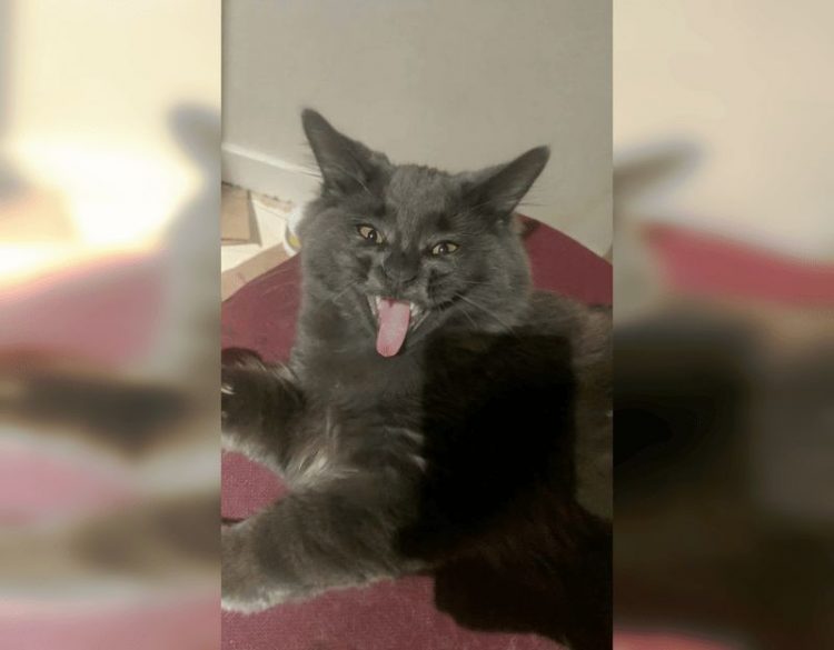 Смешные снимки котов, которые разучились позировать для фото