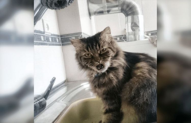 Смешные снимки котов, которые разучились позировать для фото