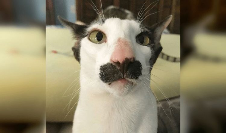 Смешные снимки котов, которые разучились позировать для фото