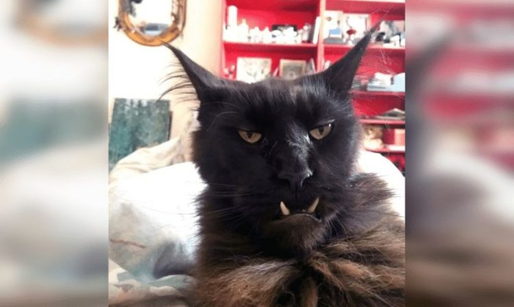 Смешные снимки котов, которые разучились позировать для фото