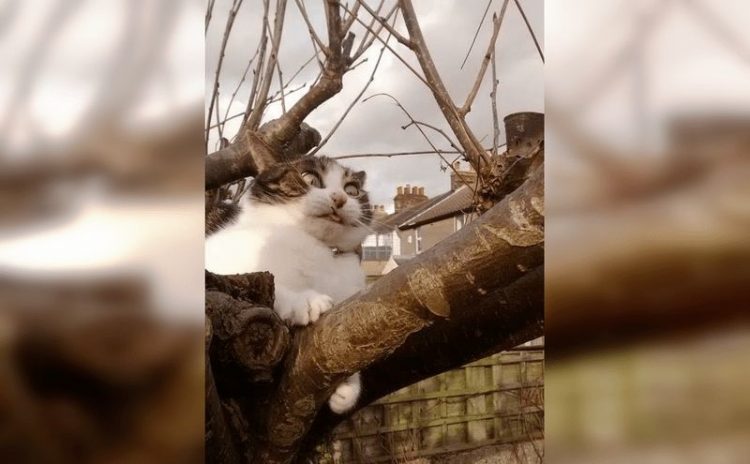 Смешные снимки котов, которые разучились позировать для фото