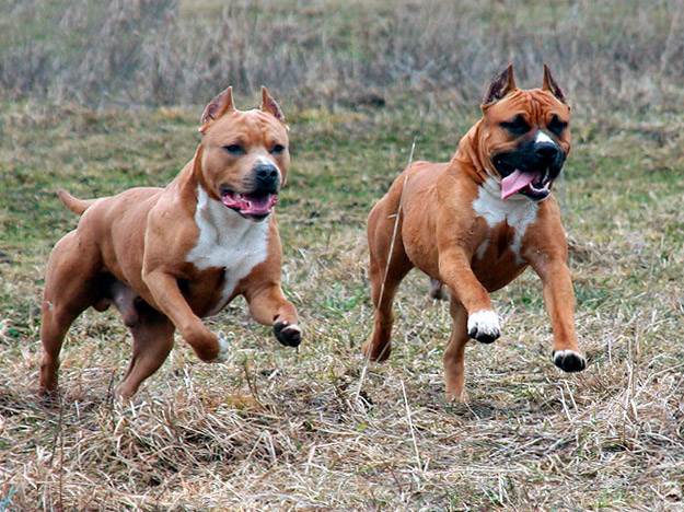 List of the Most Dangerous Dog Breeds