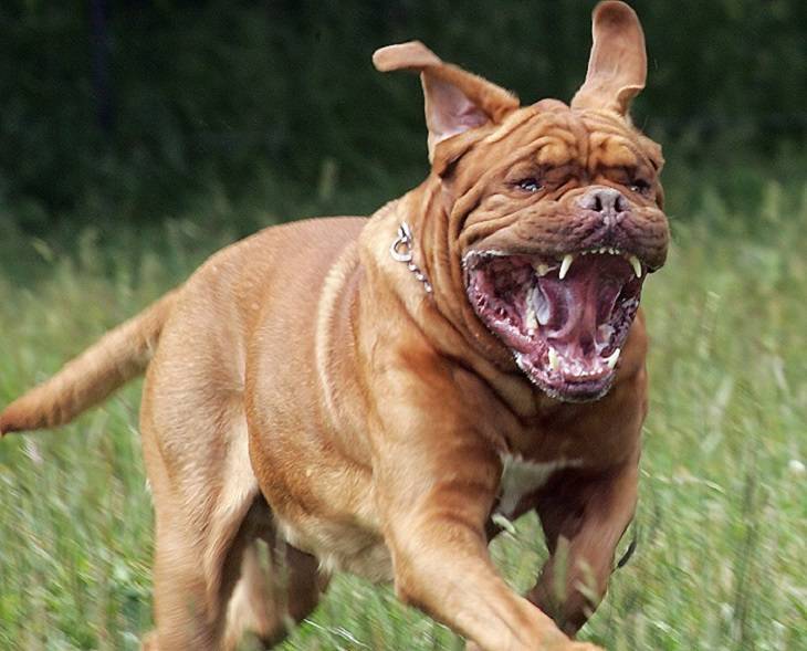 List of the Most Dangerous Dog Breeds