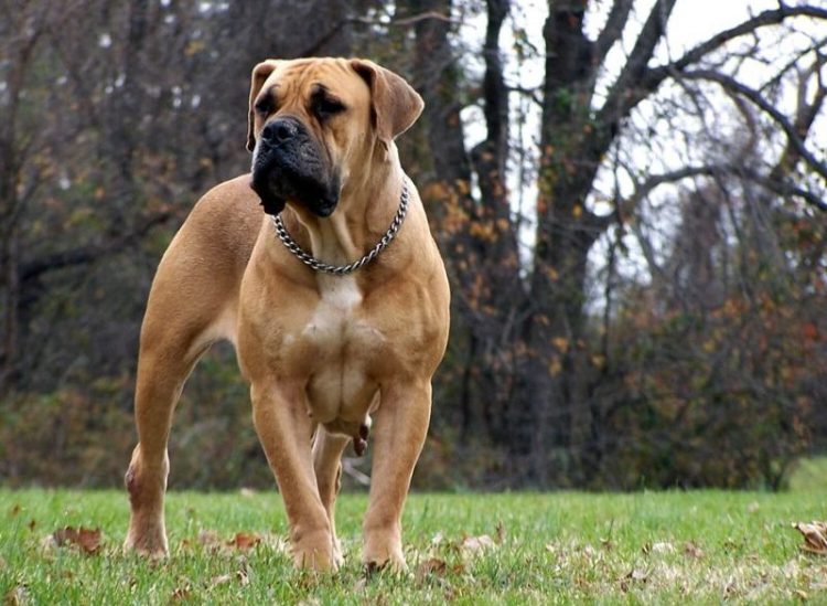 List of the Most Dangerous Dog Breeds