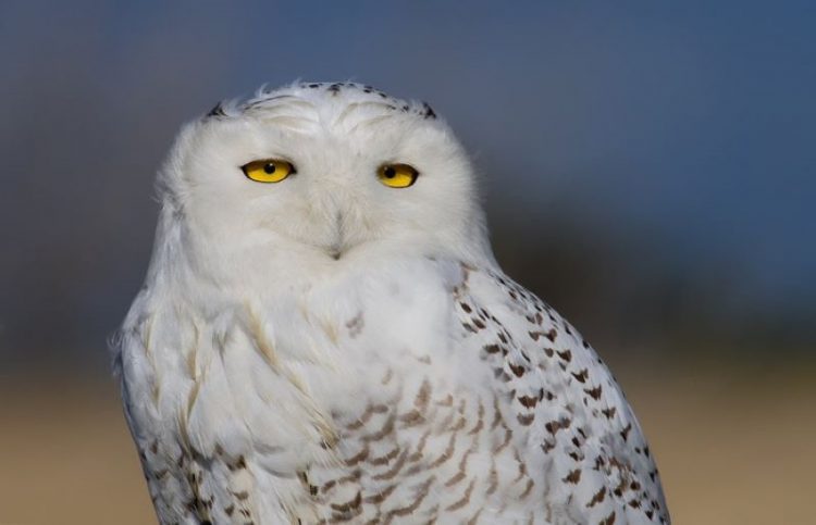 obitateli Arktiki i Antarktiki