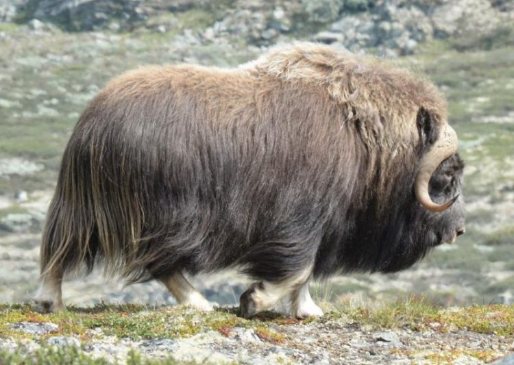 obitateli Arktiki i Antarktiki