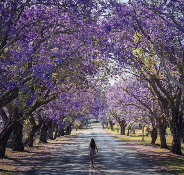 Grafton NSW Australia
