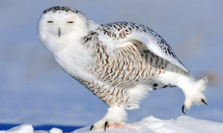 obitateli Arktiki i Antarktiki