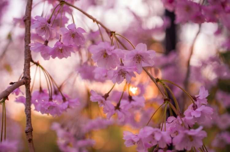 Sakura Khirosaki Yaponiya