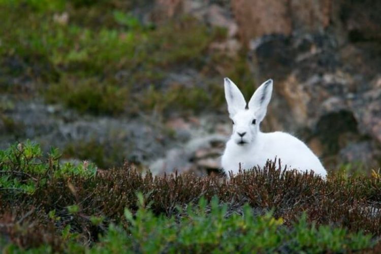 obitateli Arktiki i Antarktiki