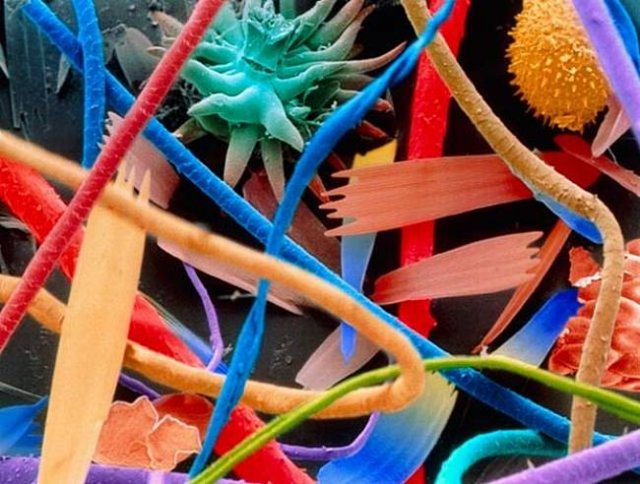 25 впечатляющих фото, сделанных с помощью микроскопа