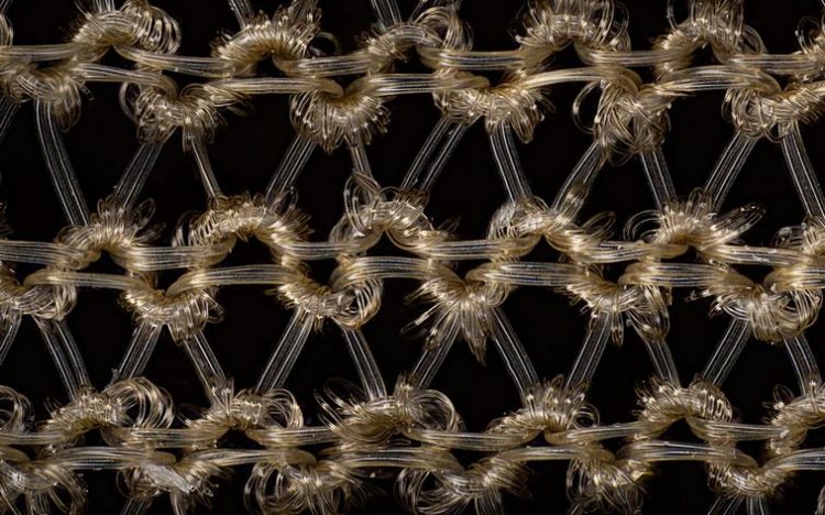 25 впечатляющих фото, сделанных с помощью микроскопа