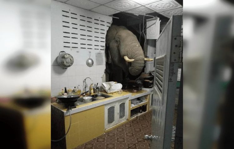Смешные ситуации из жизни животных, 30 снимков