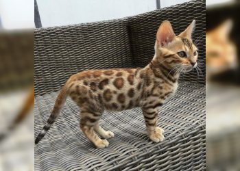 Животные, окрас которых сделал их уникальными