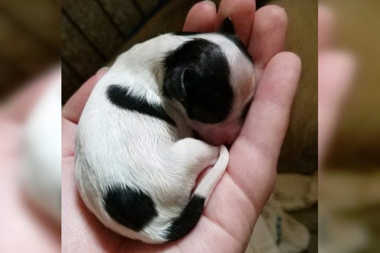 Самые милые фото новорожденных животных