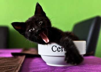 30 угарных фото с прикольными котами