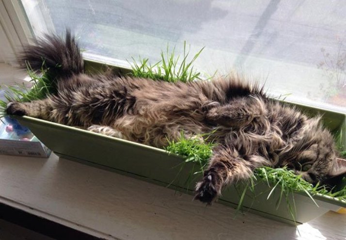 30 Hilarious Photos of Funny Cats