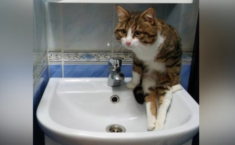 30 Hilarious Photos of Funny Cats
