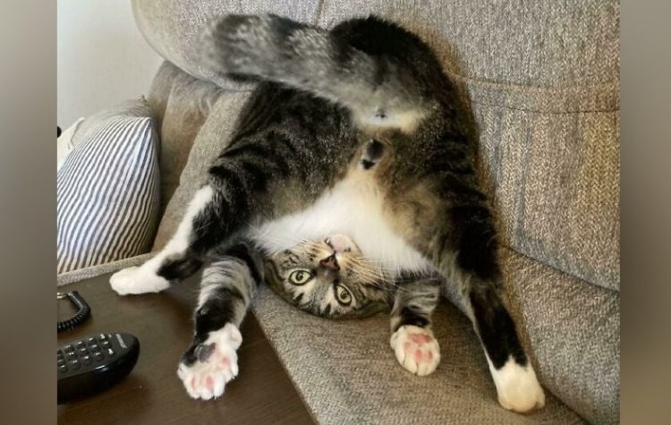 30 Hilarious Photos of Funny Cats