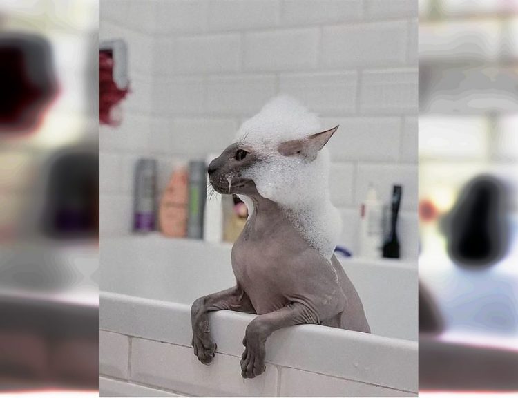 30 Hilarious Photos of Funny Cats