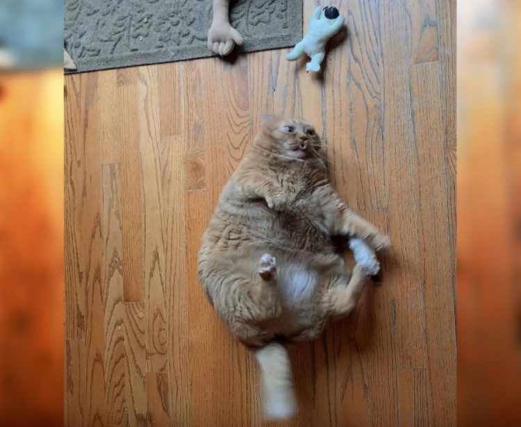 30 Hilarious Photos of Funny Cats