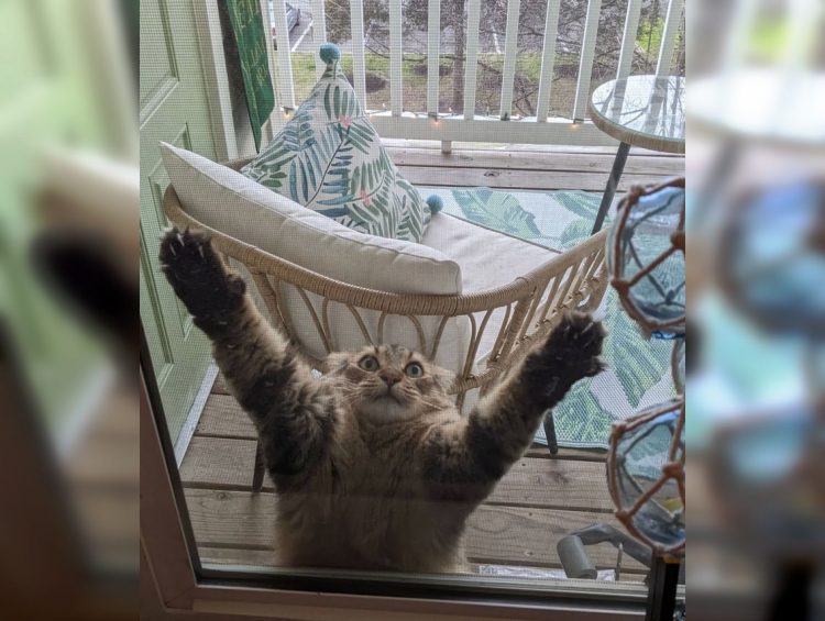 30 Hilarious Photos of Funny Cats