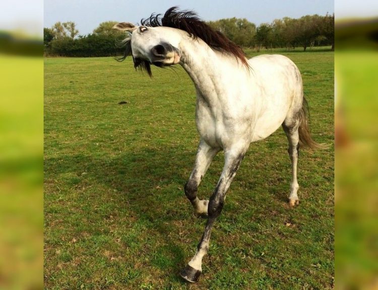 Wild and Wacky: A Gallery of Funny Animal Antics