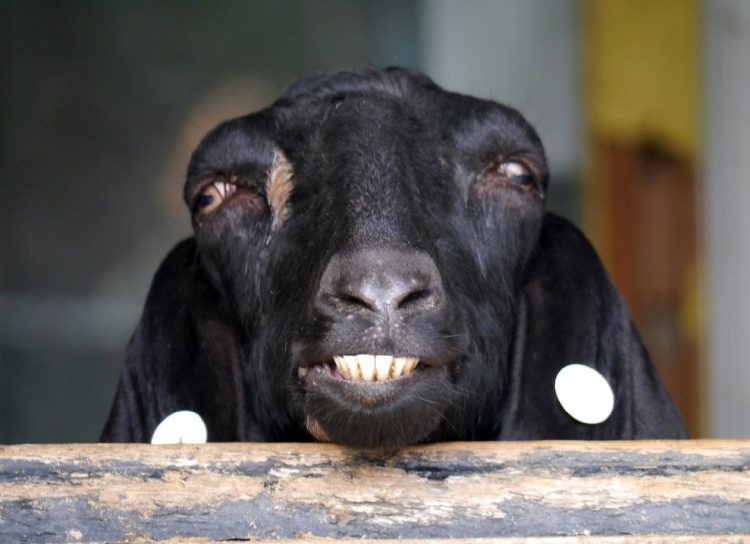 Wild and Wacky: A Gallery of Funny Animal Antics
