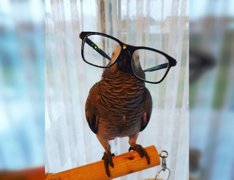 Wild and Wacky: A Gallery of Funny Animal Antics