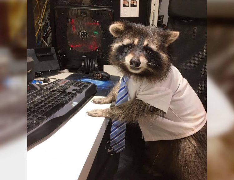 Wild and Wacky: A Gallery of Funny Animal Antics