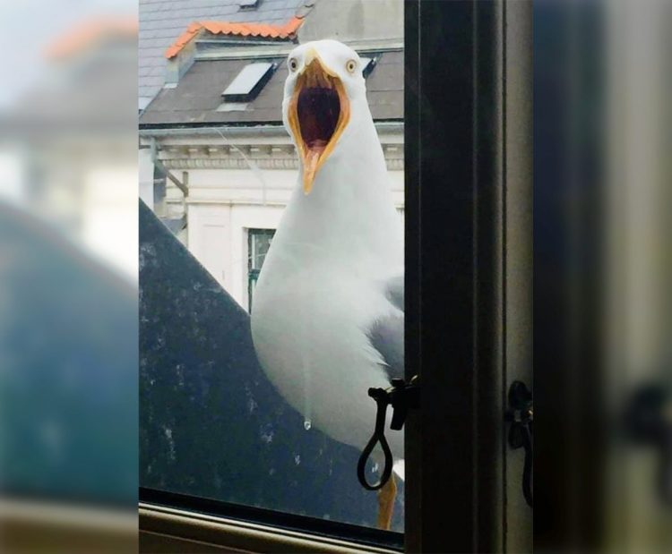 Wild and Wacky: A Gallery of Funny Animal Antics