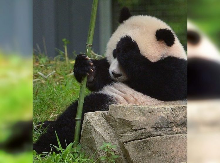 Wild and Wacky: A Gallery of Funny Animal Antics