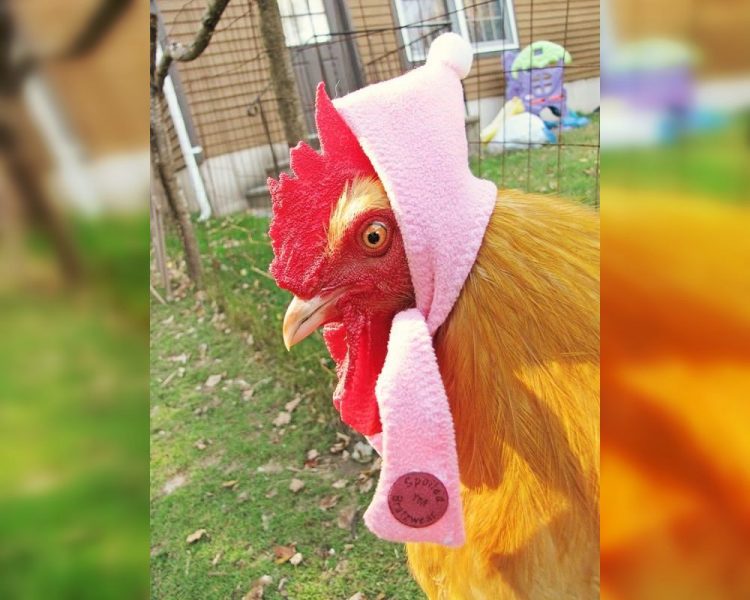 Wild and Wacky: A Gallery of Funny Animal Antics