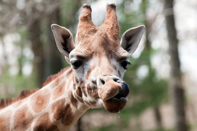 Wild and Wacky: A Gallery of Funny Animal Antics