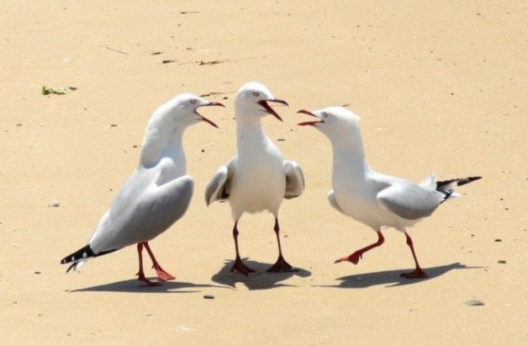 Wild and Wacky: A Gallery of Funny Animal Antics